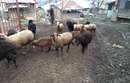 گوسفندان  در روستای یاقدشت