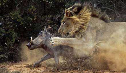 جدال شیر و گراز