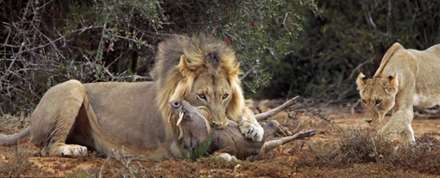 جدال شیر و گراز