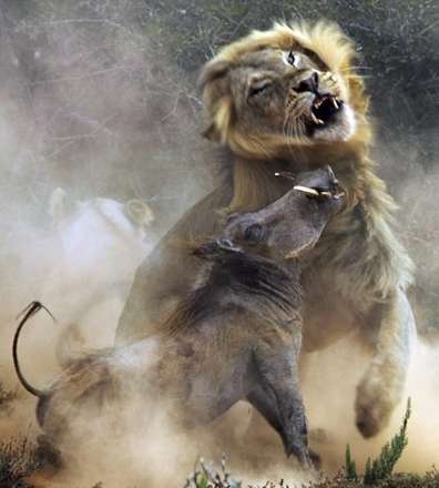 جدال شیر و گراز