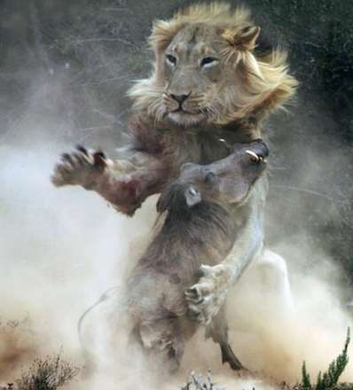جدال شیر و گراز