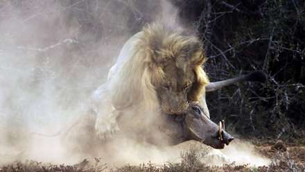 جدال شیر و گراز