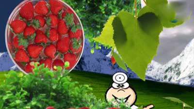 خواص توت فرنگی