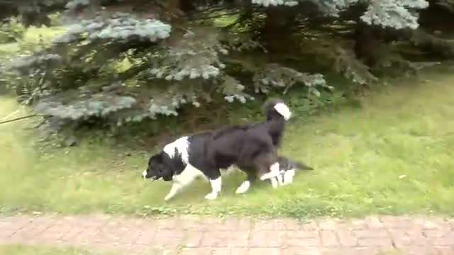 بازی گربه با سگ