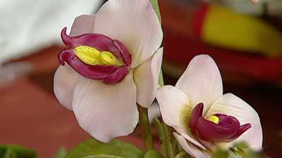 گل ارکیده ـ فرانز 2