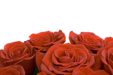 گل رزهای قرمز