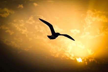 پرنده ای در حال پرواز هنگام غروب