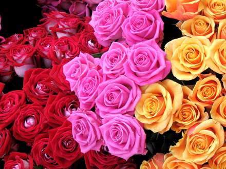 رزهای رنگارنگ