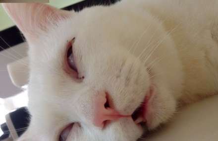 گربه ای که در خواب میمیرد