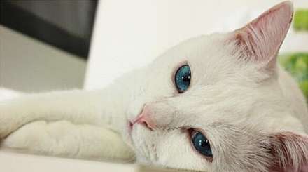 گربه ای که در خواب میمیرد