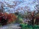 نقاشی از درخت گیلاس