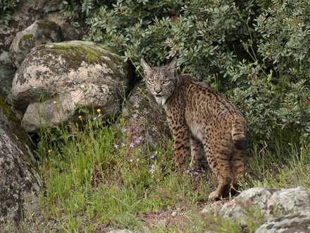 سیاهگوش اسپانیایی