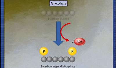 گلیکوز قسمت دوم