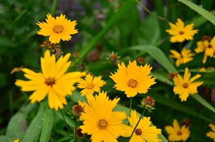 گل های زرد