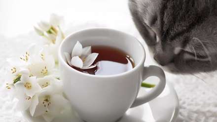 گربه ای خیره به فنجان چای