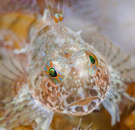 شگفتی‌های زیر دریا