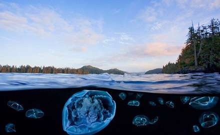 شگفتی‌های زیر دریا