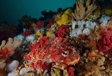 شگفتی‌های زیر دریا