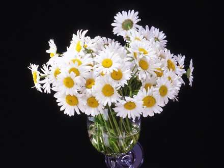 گل های بابونه در گلدان
