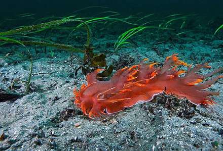 شگفتی‌های زیر دریا