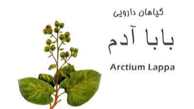 گیاه دارویی بابا آدم