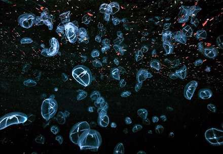 شگفتی‌های زیر دریا