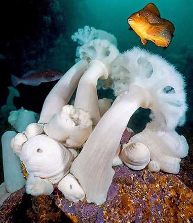 شگفتی‌های زیر دریا