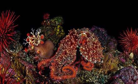 شگفتی‌های زیر دریا