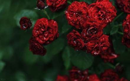 گل های رز قرمز