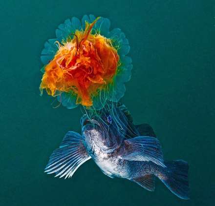 شگفتی‌های زیر دریا