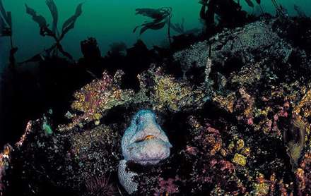 شگفتی‌های زیر دریا