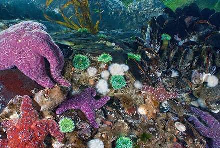 شگفتی‌های زیر دریا