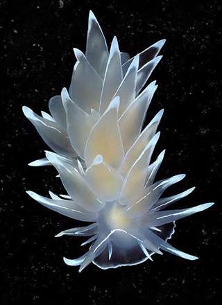 شگفتی‌های زیر دریا