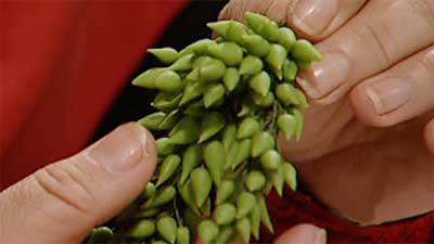 کاکتوس غوره ای