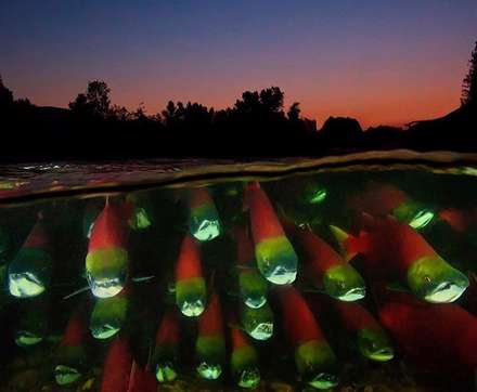 شگفتی‌های زیر دریا