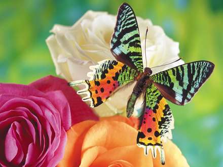 پروانه ای روی گل رز