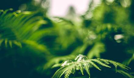 حباب هایی روی برگ