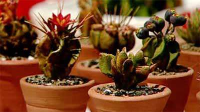 کاکتوس ژومینو