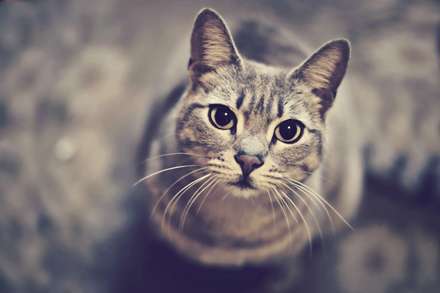 گربه ای با چشمان مشکی