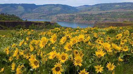 مزرعه آفتابگردان