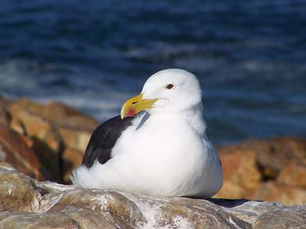 پرنده ای نشسته روی سنگ