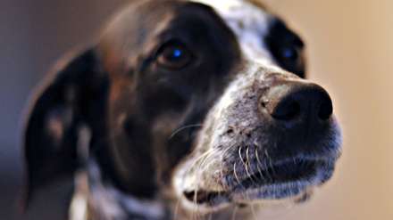 سگ سیاه و سفید