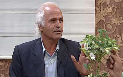 شفلرآ یا گل چتری