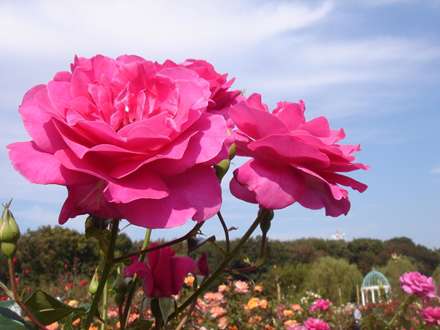 رزهای صورتی