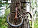 دوچرخه قدیمی روی درخت