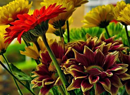 گلهای داوودی