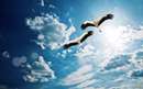 پرواز دو پرنده درآسمان ابری