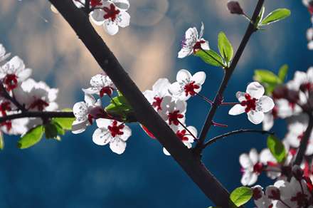 شکوفه هایی روی شاخه