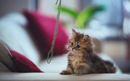 گربه ای باچشمان آبی