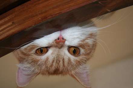 گربه توپولی